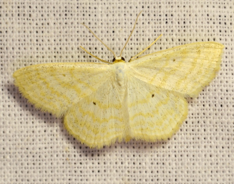 Scopula immutata - réti fehéraraszoló