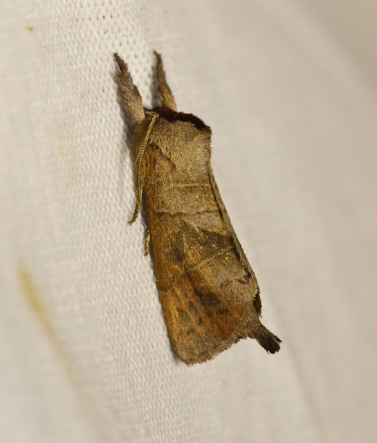 Clostera anastomosis - barna levélszövő