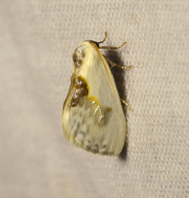 Cilix glaucata - törpe sarlósszövő