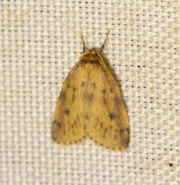 Thumata senex - mocsári medvelepke