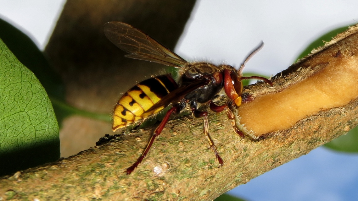 Vespa crabro - lódarázs