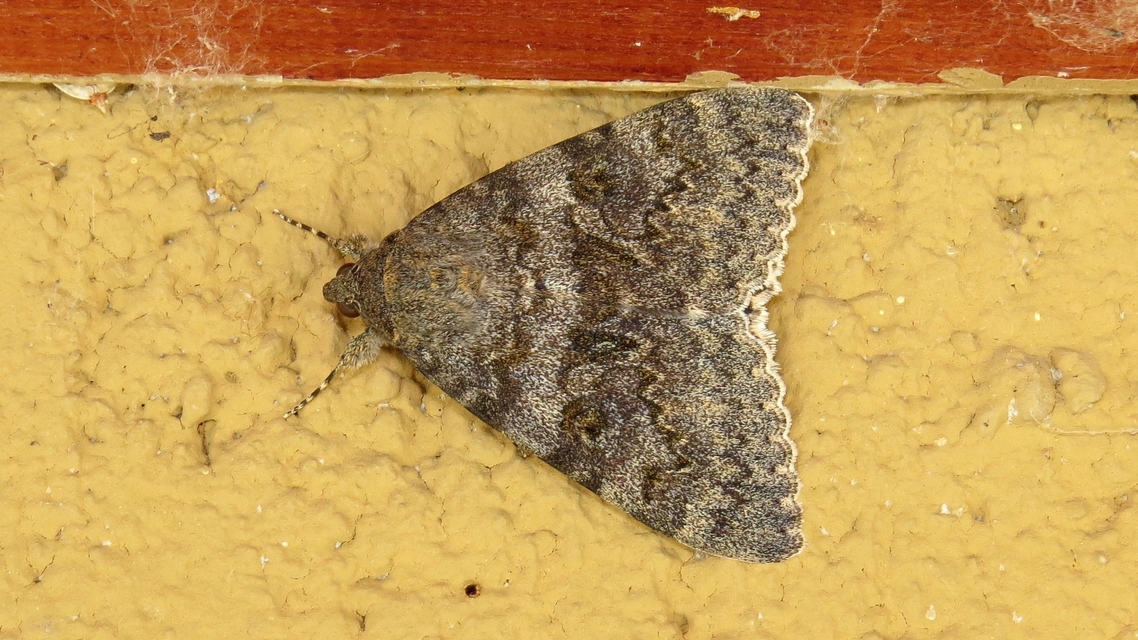 Catocala elocata - közönséges övesbagoly
