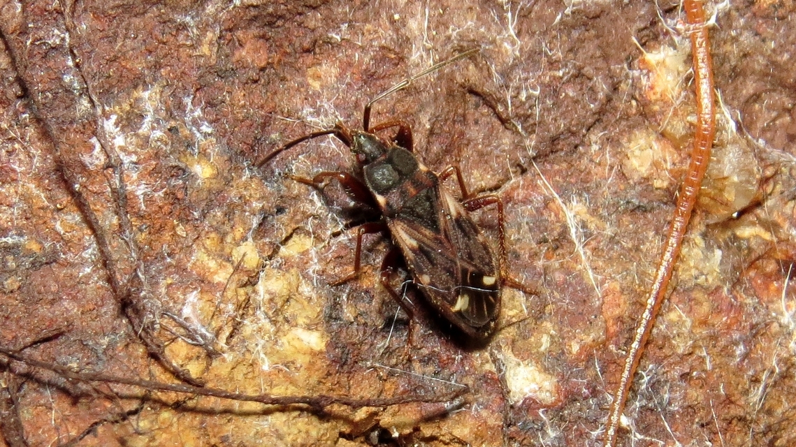 Eremocoris