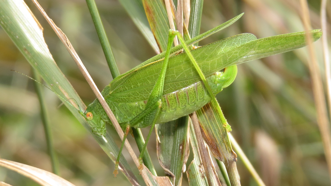 Phaneroptera nana - pontozott repülőszöcske