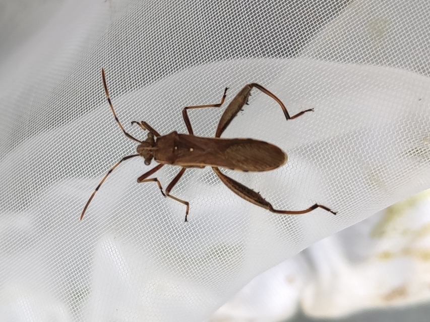 Camptopus lateralis - görbelábú karimáspoloska