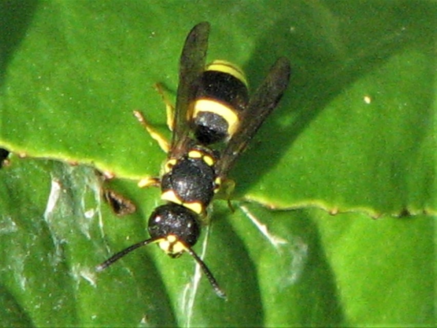 Ancistrocerus