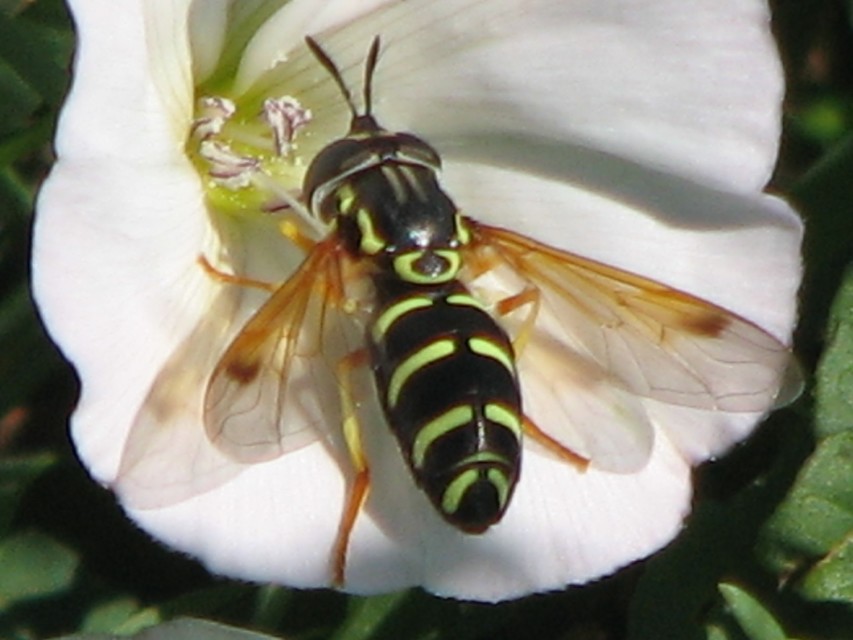 Chrysotoxum
