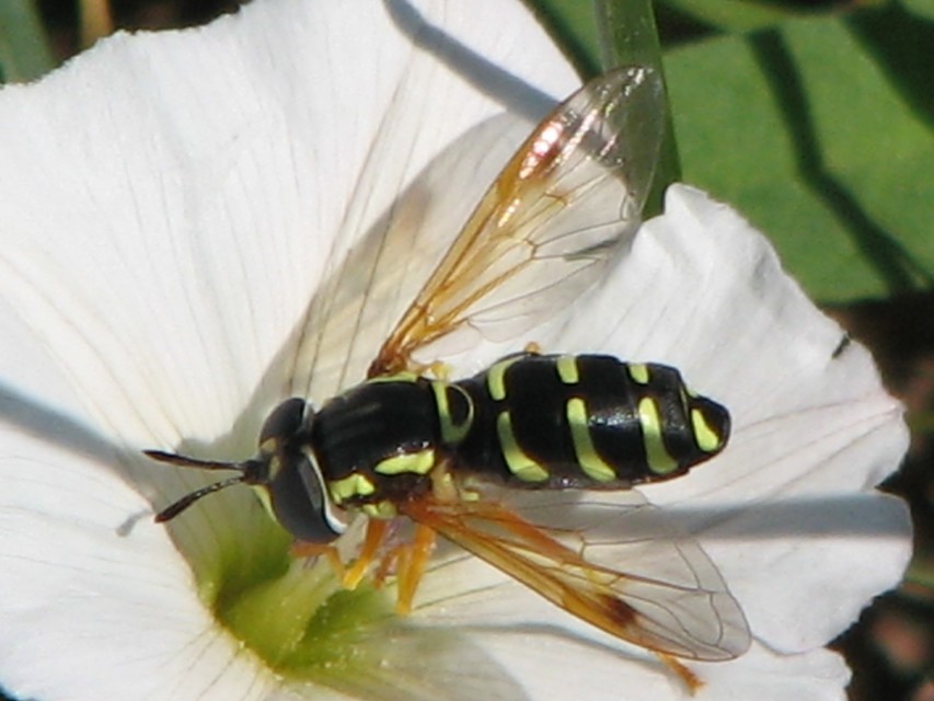 Chrysotoxum