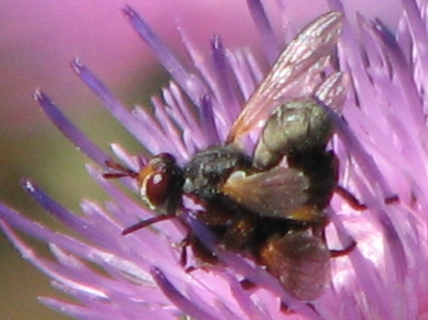 Conopidae - fejeslegyek
