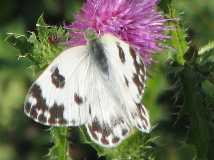 Pontia edusa - rezedalepke