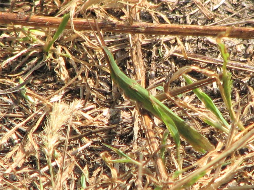 Acrida ungarica - sisakos sáska Acrida ungarica - sisakos sáska