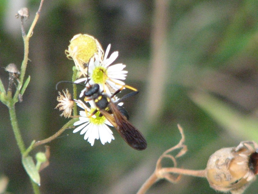 Sceliphron caementarium - feketenyelű lopódarázs