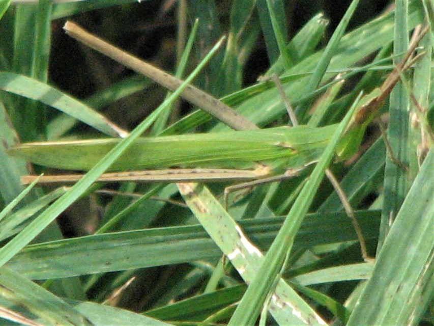 Acrida ungarica - sisakos sáska Acrida ungarica - sisakos sáska