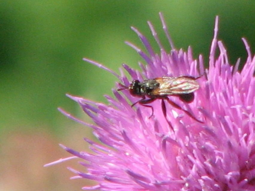 Thecophora