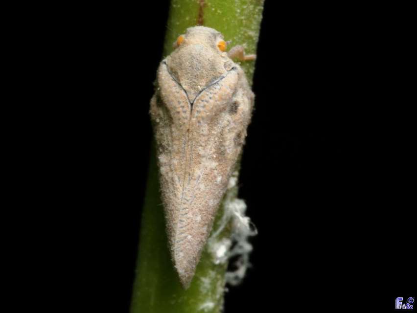 Metcalfa pruinosa - amerikai lepkekabóca