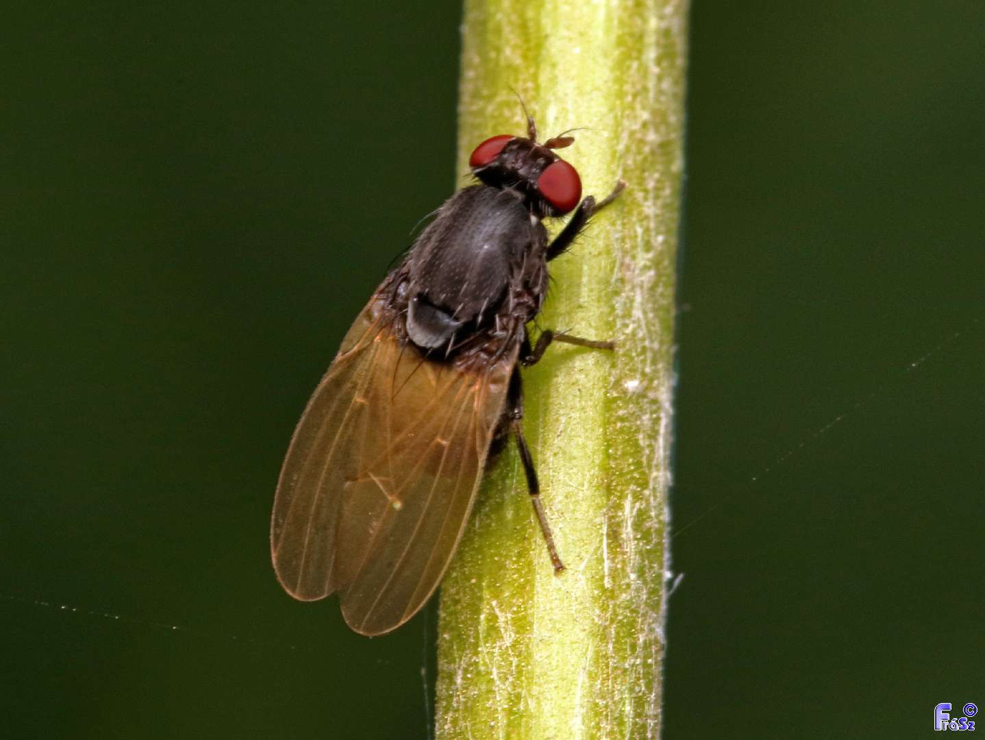 Minettia longipennis