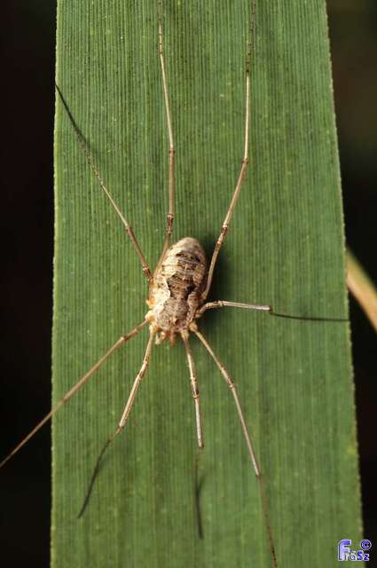 Phalangium opilio