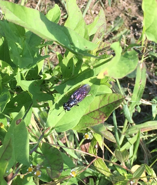 Hermetia illucens