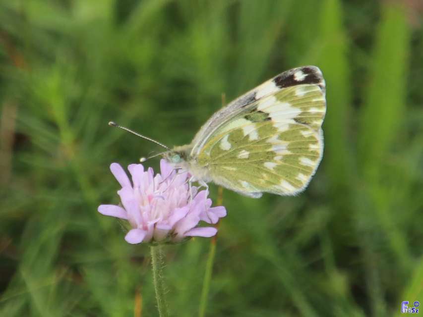 Pontia edusa - rezedalepke