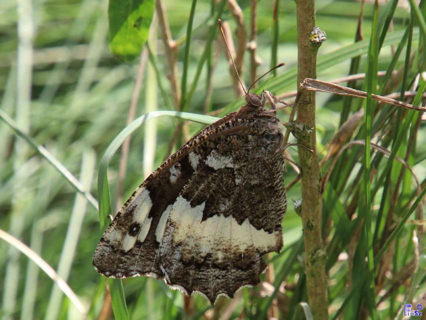 Brintesia circe - fehéröves szemeslepke