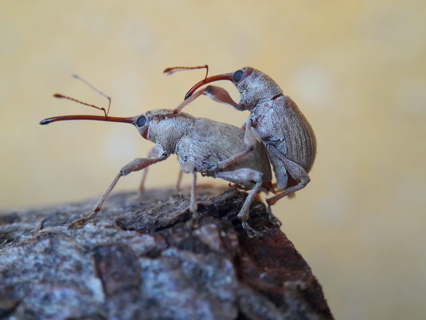 Curculio propinquus - halvány zsuzsóka