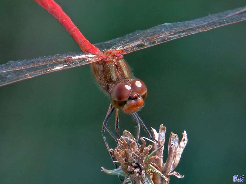 Sympetrum meridionale - fakó katona-szitakötő