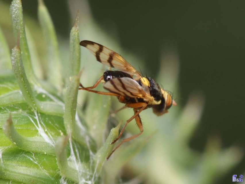 Urophora stylata
