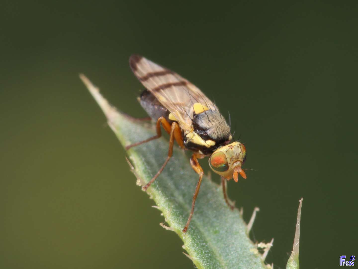 Urophora stylata