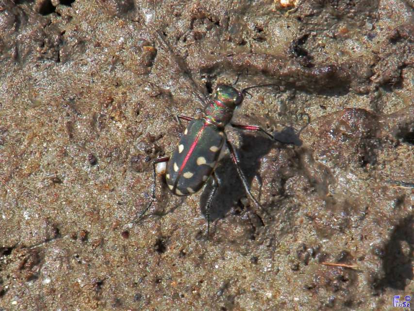 Calomera littoralis nemoralis - sziki homokfutrinka