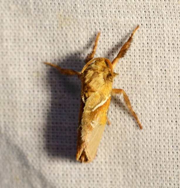 Triodia sylvina - kis gyökérrágólepke
