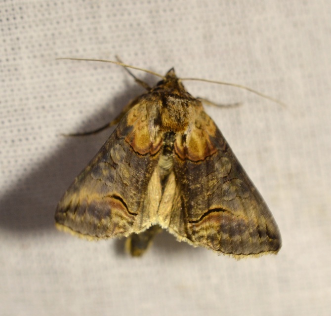 Abrostola triplasia - közönséges csalánbagoly