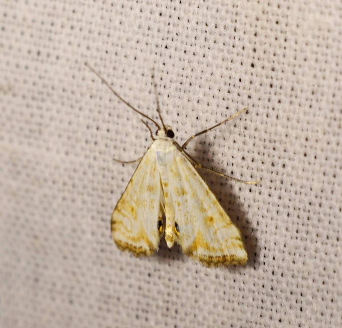 Cataclysta lemnata - békalencsemoly