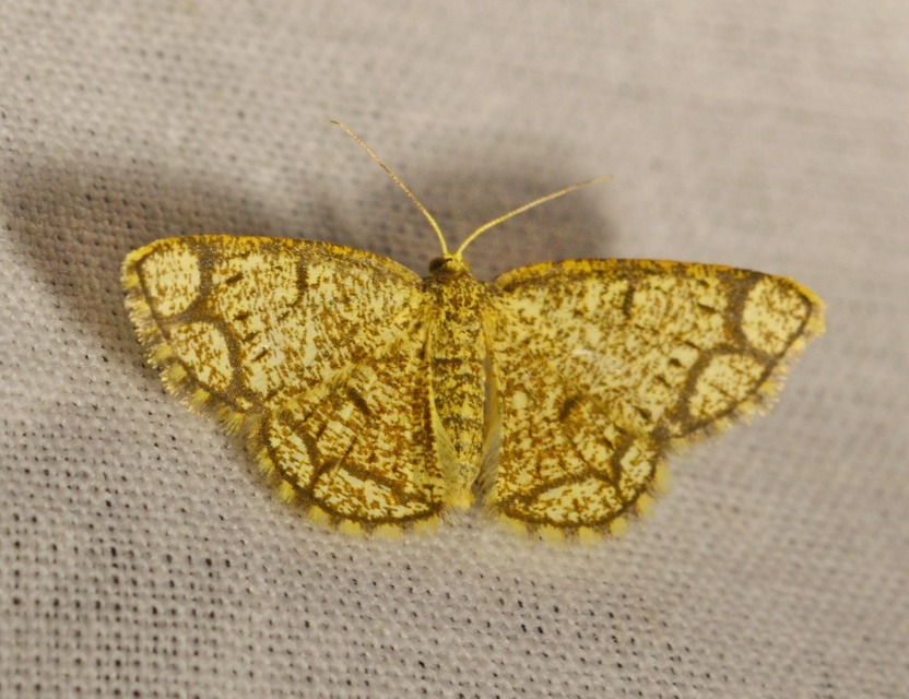 Stegania cararia - gyűrűs nyáraraszoló