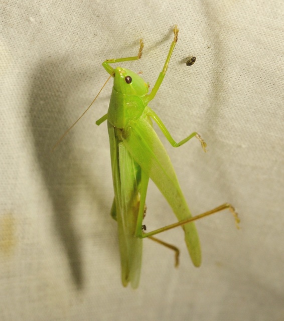 Ruspolia nitidula - nagy kúpfejűszöcske