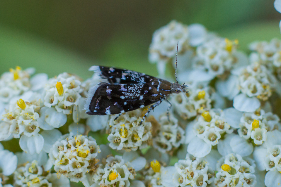 Prochoreutis myllerana - pompás levélmoly