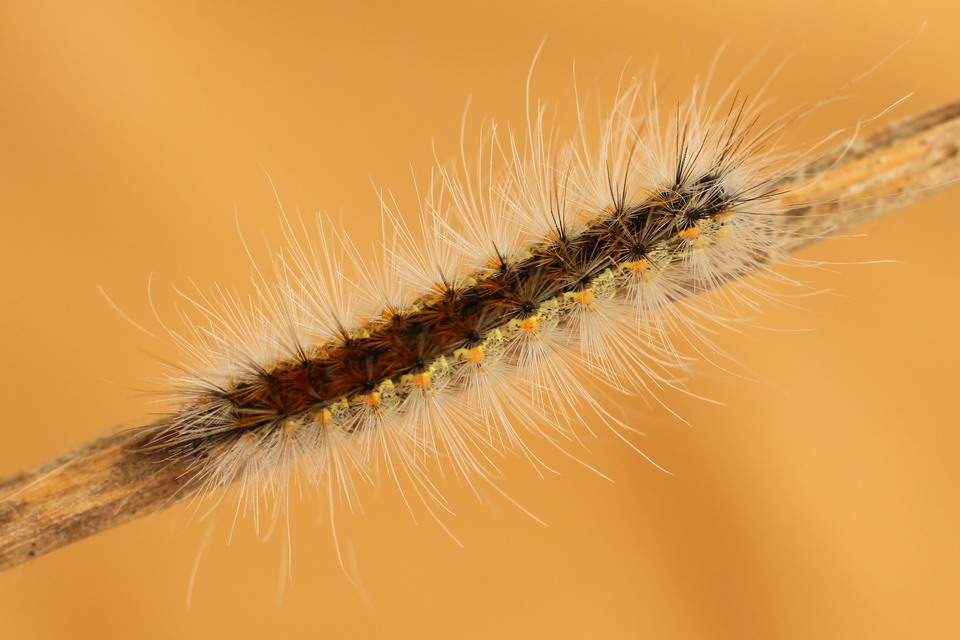 Hyphantria cunea - amerikai fehér medvelepke