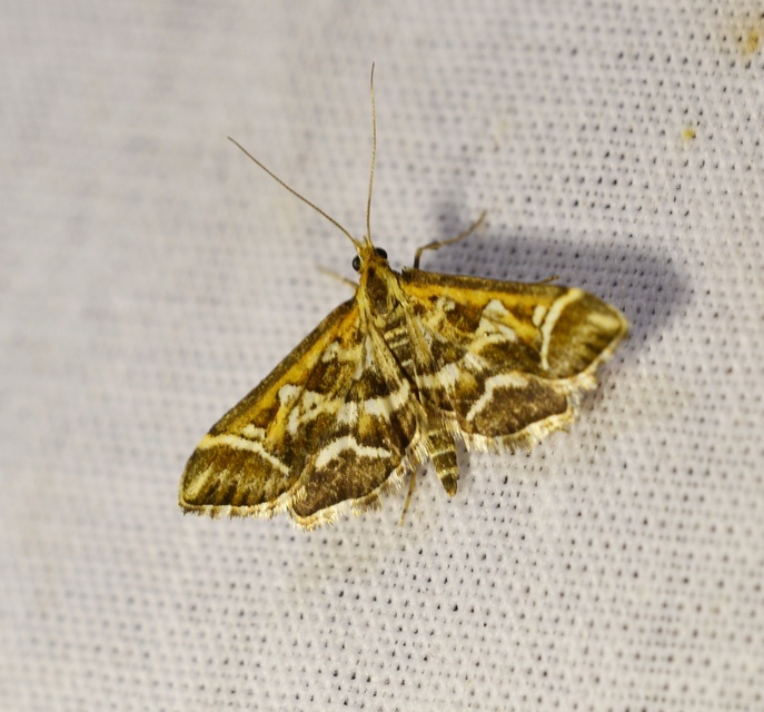 Diasemia reticularis - betűmintás tűzmoly