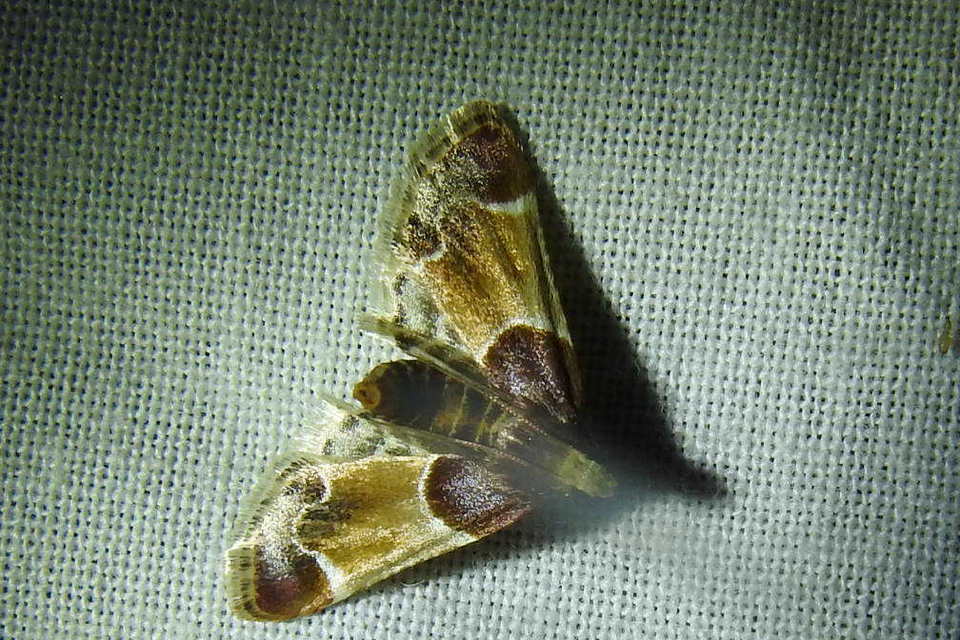 Pyralis farinalis - lisztilonca