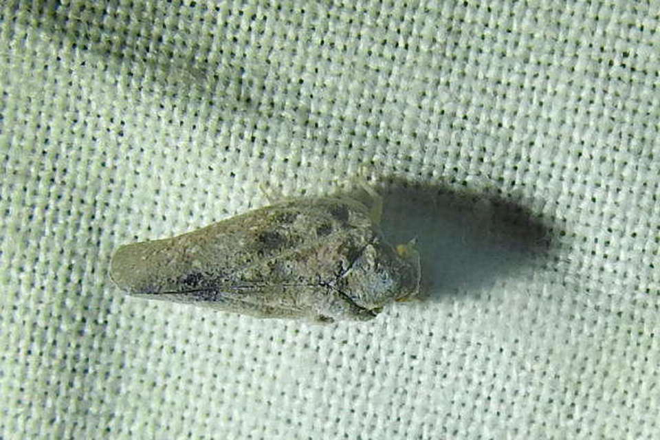 Metcalfa pruinosa - amerikai lepkekabóca