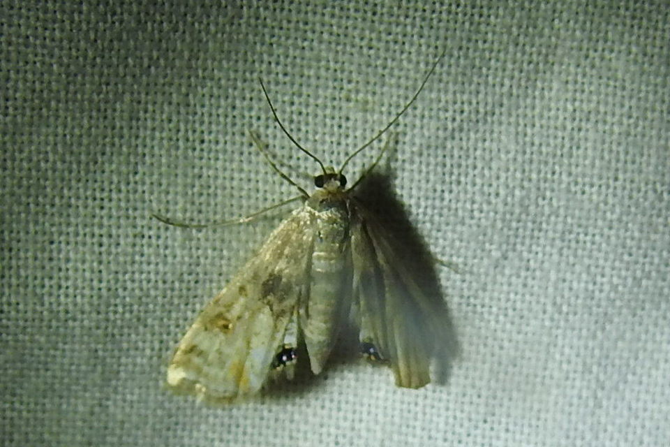 Cataclysta lemnata - békalencsemoly