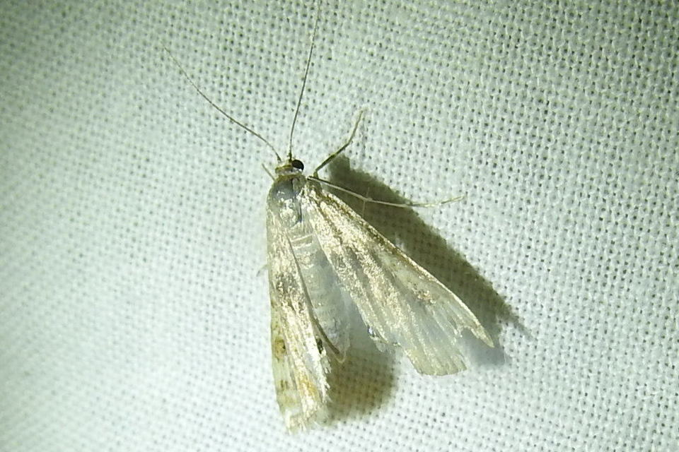 Cataclysta lemnata - békalencsemoly