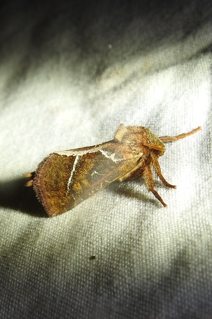 Triodia sylvina - kis gyökérrágólepke