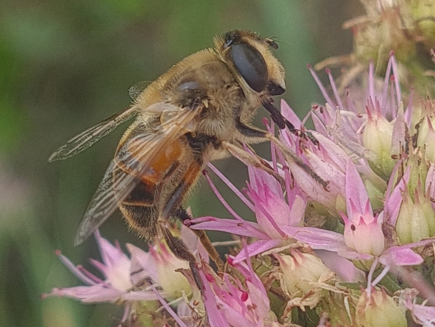 Eristalis tenax - közönséges herelégy