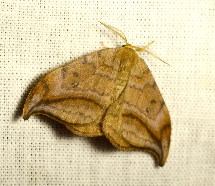 Drepana curvatula - égerfa-sarlósszövő