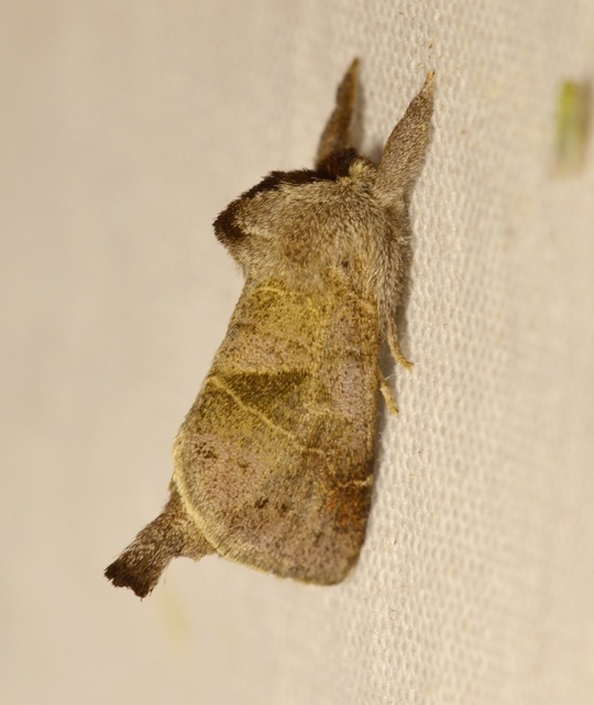 Clostera pigra - apró levélszövő