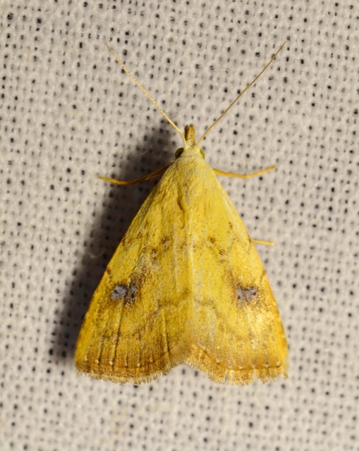 Rivula sericealis - selymes lórombagoly
