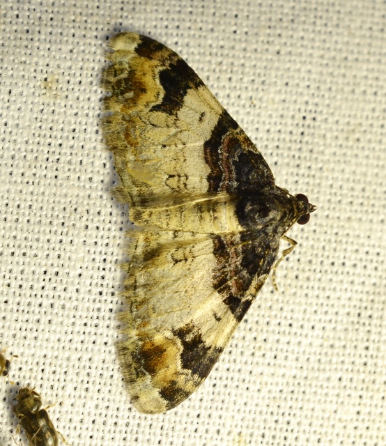 Catarhoe cuculata - csuklyás tarkaaraszoló