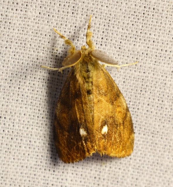 Orgyia antiqua - rozsdabarna kisszövő Orgyia antiqua - rozsdabarna kisszövő