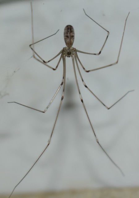 Pholcus phalangioides - nagy álkaszáspók