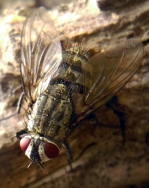 Sarcophaginae